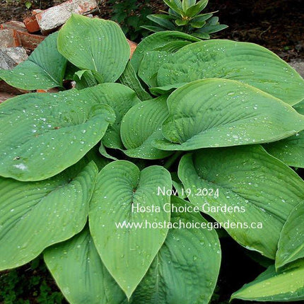 Hosta 'Abiqua Elephant Ears' showing its large, elephant ear-like leaves at Hosta Choice Gardens | Canada