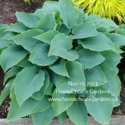 "Hosta 'Barbara May' displayed as a mature clump with blue-green leaves and a slightly rippled margin.
