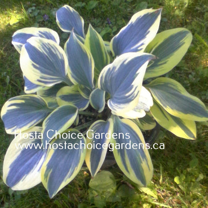 Permafrost (14"x36") - Hosta Choice Gardens - Becancour, QC