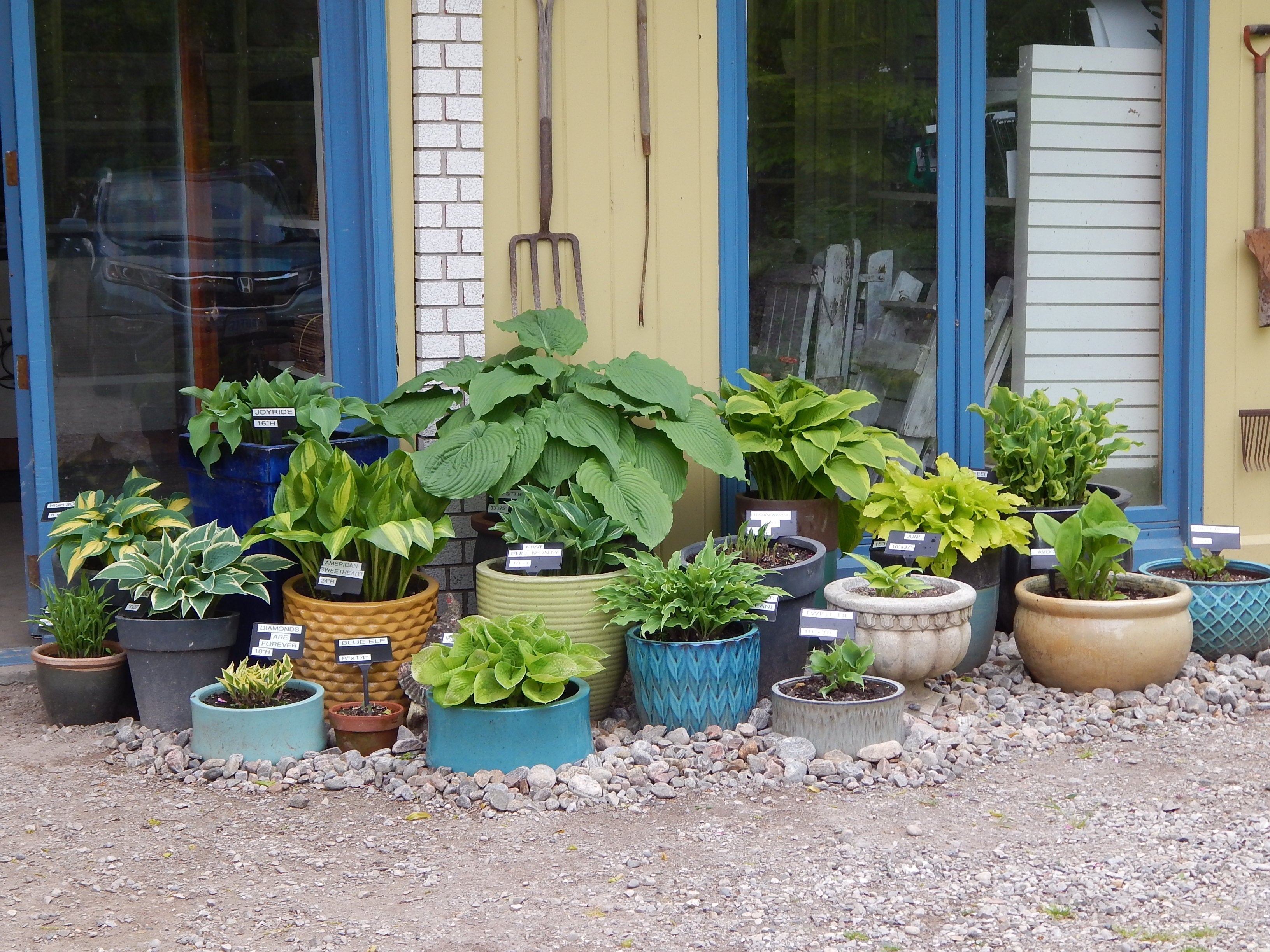 Growing Hostas in Ceramic Pots — What You Need to Know!