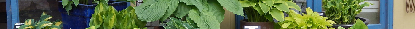 Growing Hostas in Ceramic Pots — What You Need to Know!