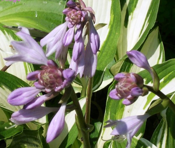 Preparing Hostas for Winter: Why We Stop Standard Fertilizer, Switch to Kelp, and Practice Strict Fall Sanitation