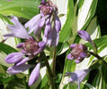 Preparing Hostas for Winter: Why We Stop Standard Fertilizer, Switch to Kelp, and Practice Strict Fall Sanitation - Hosta Choice Gardens