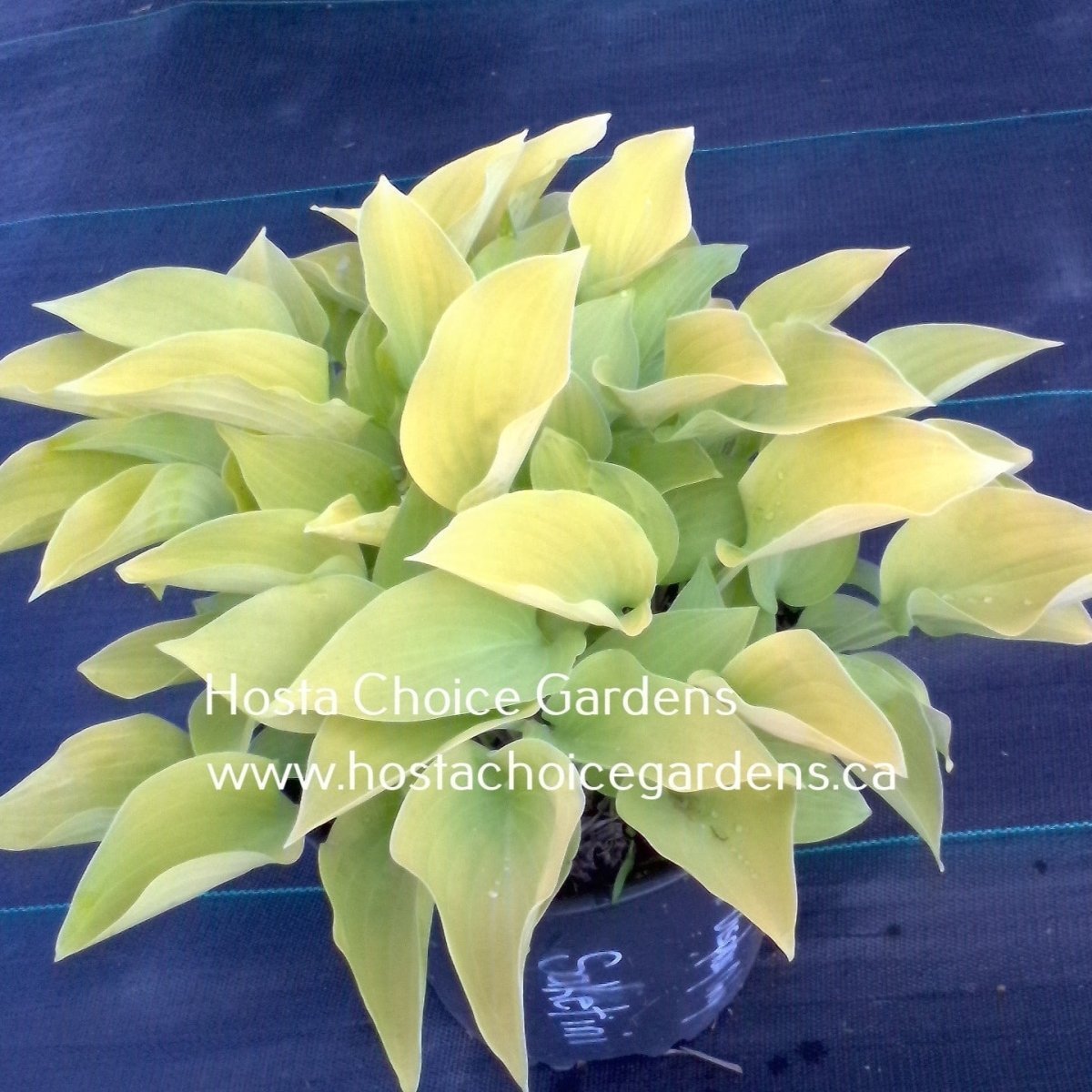 Raising the Tini: Meet the Mark Zilis Tini Series — and What’s New for 2026 - Hosta Choice Gardens