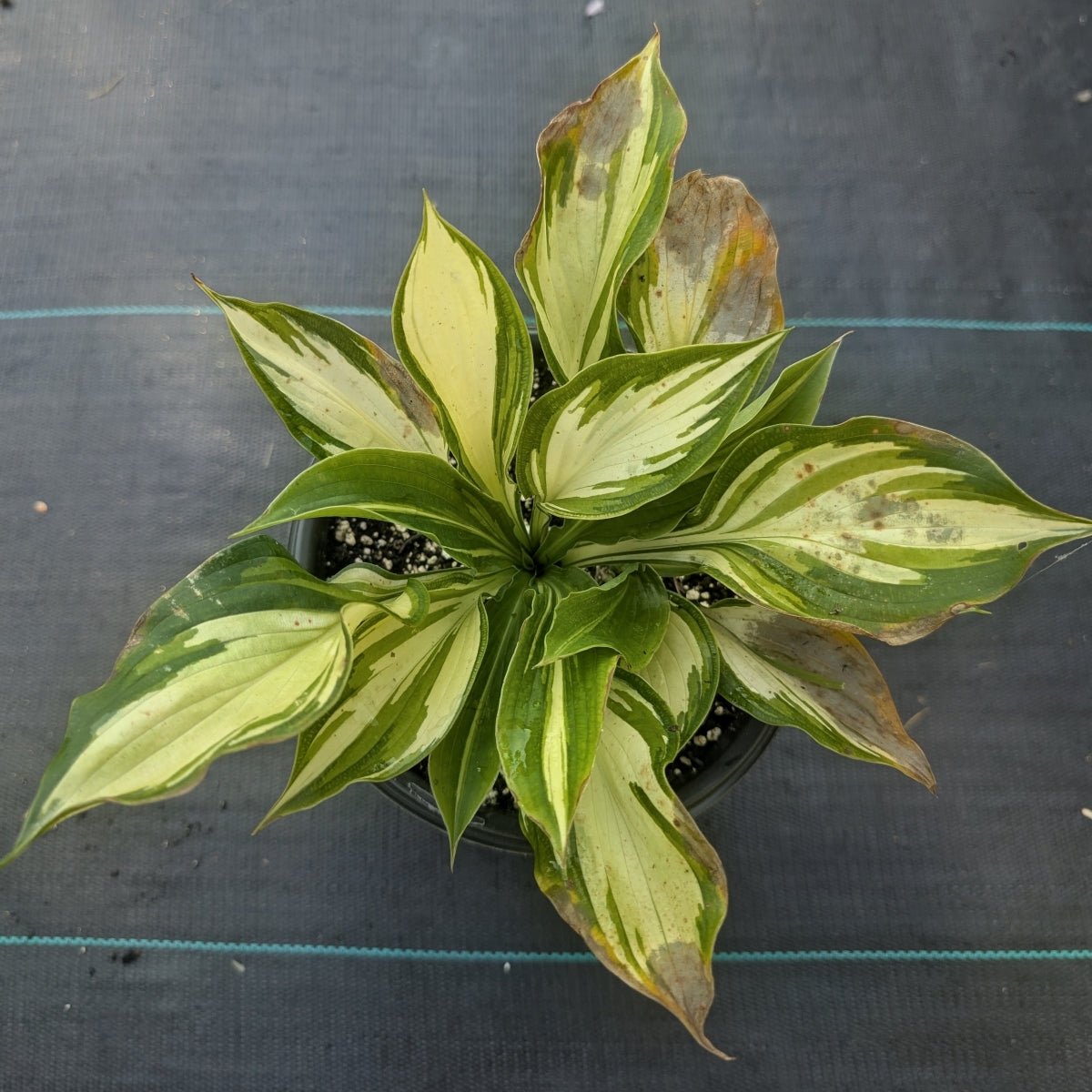 Hosta leaves showing late-season dew damage with shot-hole anthracnose spots
