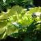 Hosta of the Year Collection (American Hosta Growers Association) - Hosta Choice Gardens