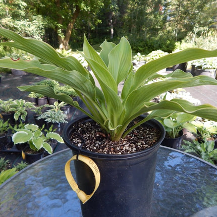 Abba Dabba Do - Hosta Choice Gardens