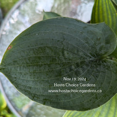 "Hosta 'Abundant Love' displaying it's large blue-green, puckered and slightly cupped leaves."