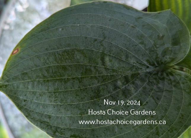 'Abundant Love' Hosta displaying its large blue-green, puckered and slightly cupped leaves. 