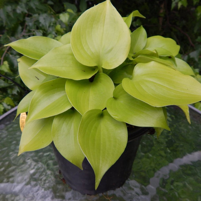 Appletini (6"x14") - Hosta Choice Gardens