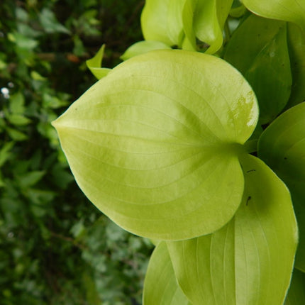 Appletini (6"x14") - Hosta Choice Gardens