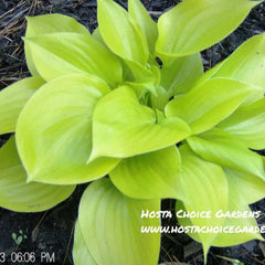 Appletini (6"x14") - Hosta Choice Gardens - Becancour, QC