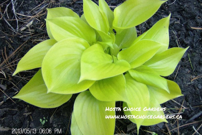 Appletini (6"x14") - Hosta Choice Gardens - Becancour, QC