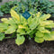 Arnold Black - Hosta Choice Gardens