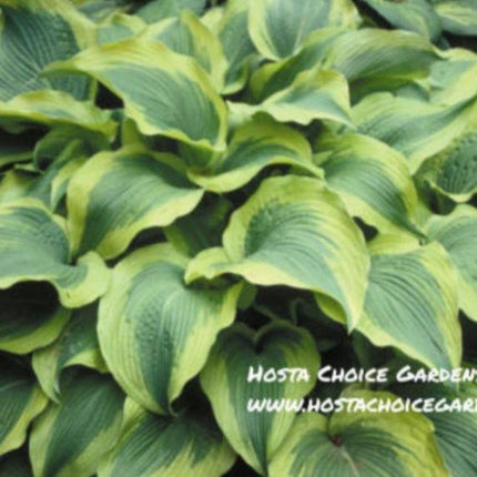 Atlantis (24"x60") PP17,093 - Hosta Choice Gardens - Becancour, QC