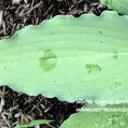 Azure Frills (16"x30") - Hosta Choice Gardens - Becancour, QC