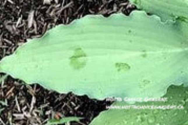 Azure Frills (16"x30") - Hosta Choice Gardens - Becancour, QC