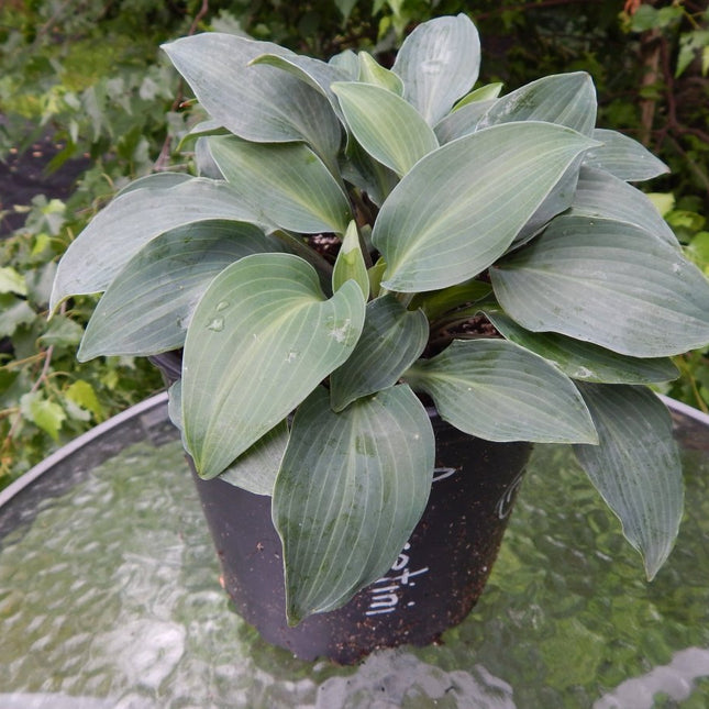 Azuretini (10"x22") - Hosta Choice Gardens