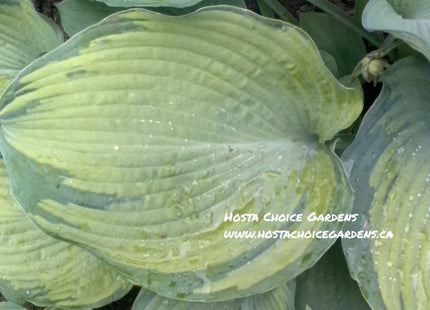 Beckoning (24"x49") PP18,371 - Hosta Choice Gardens - Becancour, QC