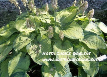 Beckoning (24"x49") PP18,371 - Hosta Choice Gardens - Becancour, QC