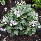 'Blue Mouse Ears' Hosta. Stunning blue-green foliage with pale lavender flowers. Offered by Hosta Choice Gardens | Canada