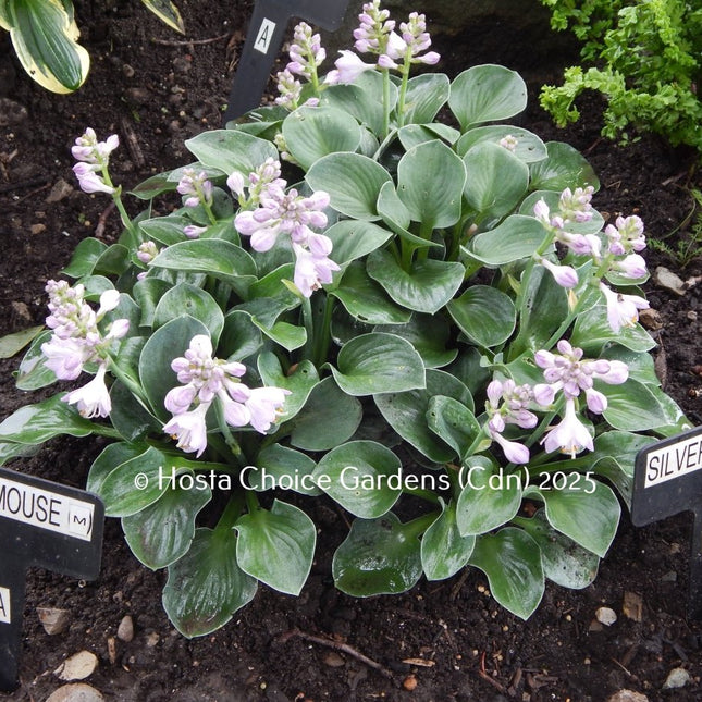 'Blue Mouse Ears' Hosta. Stunning blue-green foliage with pale lavender flowers. Offered by Hosta Choice Gardens | Canada