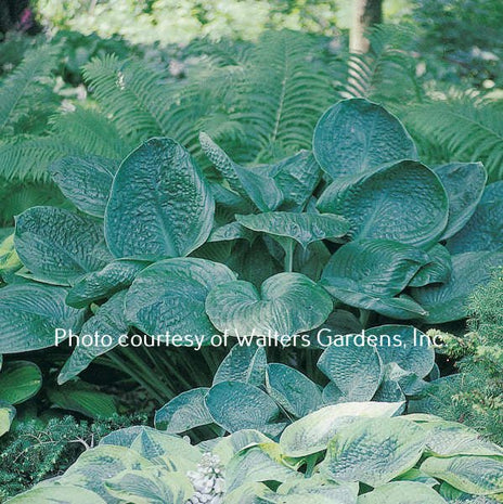 Blue Umbrellas (36"x72") - Hosta Choice Gardens - Becancour, QC