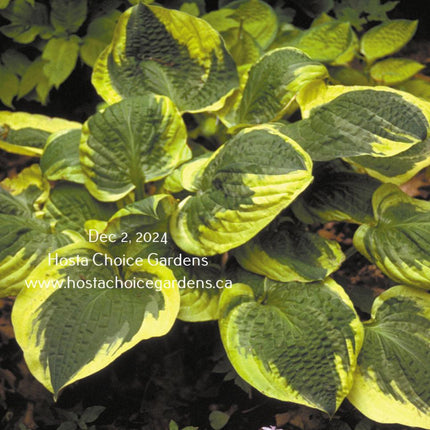 Christmas Pageant (23"x42") - Hosta Choice Gardens - Becancour, QC