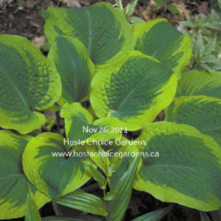 Climax (22"x48") - Hosta Choice Gardens - Becancour, QC