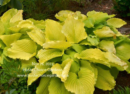Coast To Coast (30"x35") PW PP26,469 - Hosta Choice Gardens - Becancour, QC