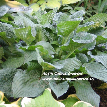 Crinkled Leather (22"x34") - Hosta Choice Gardens - Becancour, QC