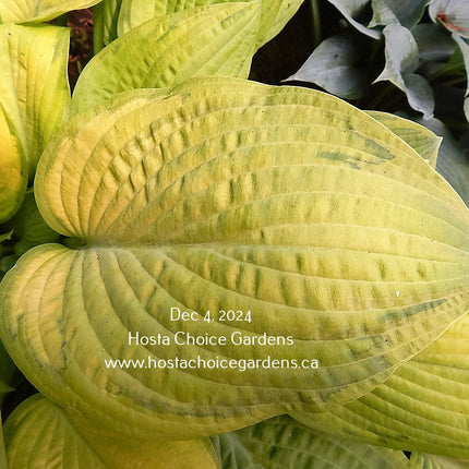 Fingerprint (24"x48") - Hosta Choice Gardens - Becancour, QC