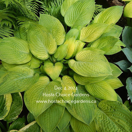 Fingerprint (24"x48") - Hosta Choice Gardens - Becancour, QC