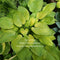 Fingerprint (24"x48") - Hosta Choice Gardens - Becancour, QC