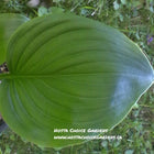 Floramora (12