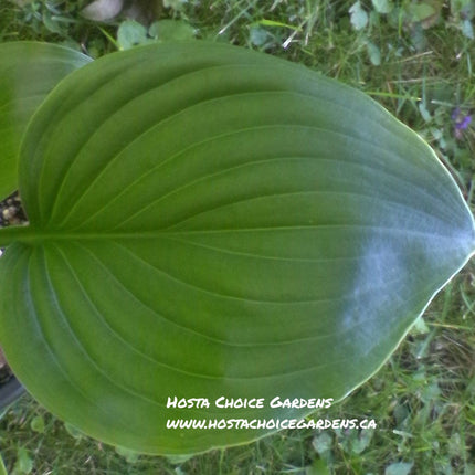 Floramora (12"x30") - Hosta Choice Gardens - Becancour, QC
