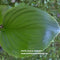 Floramora (12"x30") - Hosta Choice Gardens - Becancour, QC