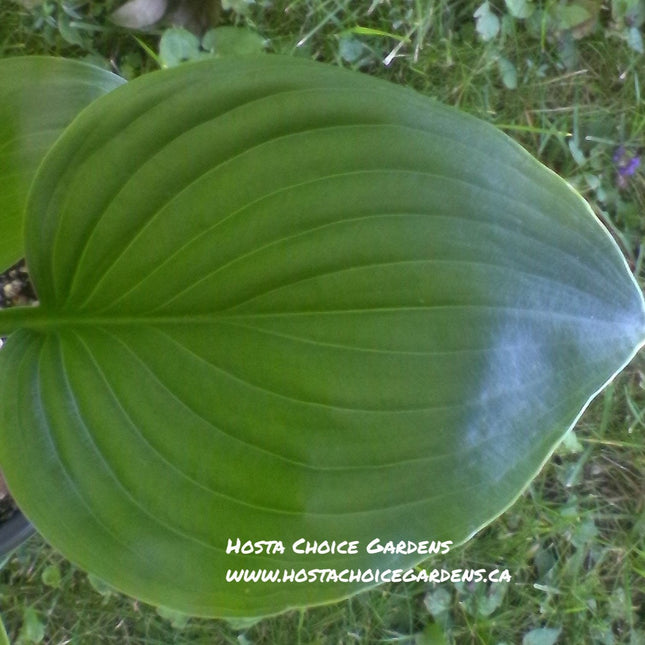 Floramora (12"x30") - Hosta Choice Gardens - Becancour, QC