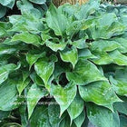 A mature sized Hosta 'Floratini' n a garden.