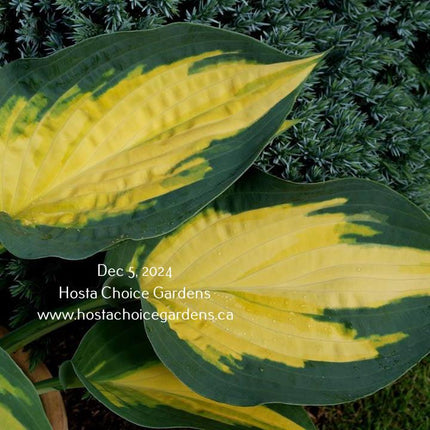 Forbidden Fruit (18"x35") PP24,001 - Hosta Choice Gardens - Becancour, QC