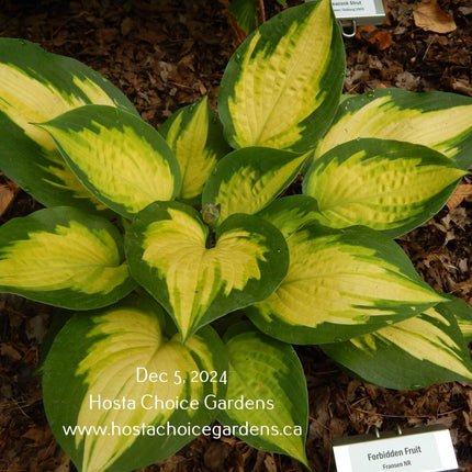 Forbidden Fruit (18"x35") PP24,001 - Hosta Choice Gardens - Becancour, QC