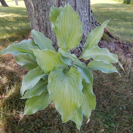 Frisian Misty Sky (14"H) - Hosta Choice Gardens