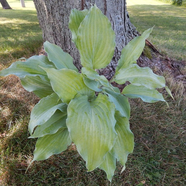 Frisian Misty Sky (14"H) - Hosta Choice Gardens