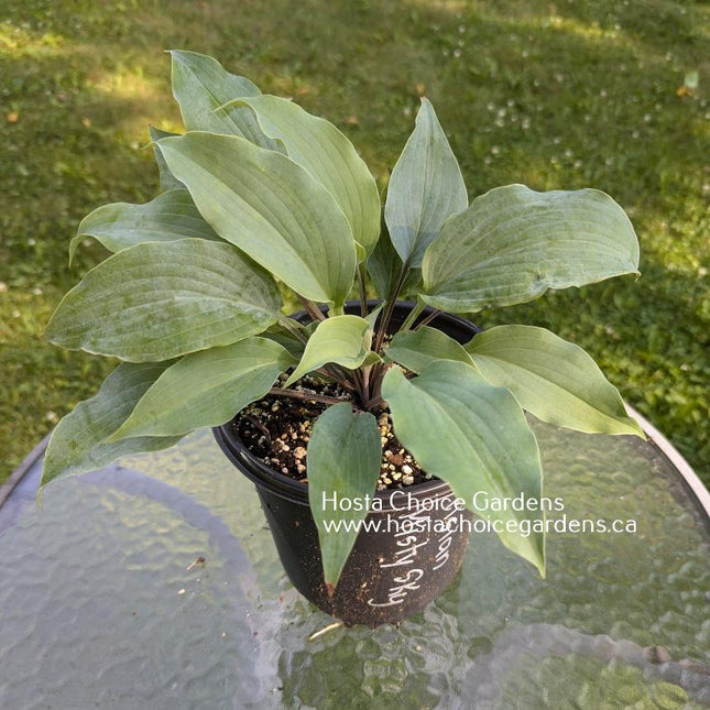 Frisian Misty Sky (14"H) - Hosta Choice Gardens - Becancour, QC