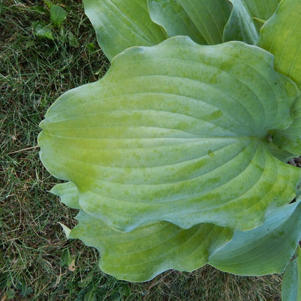 Frisian Misty Sky (14"H) - Hosta Choice Gardens