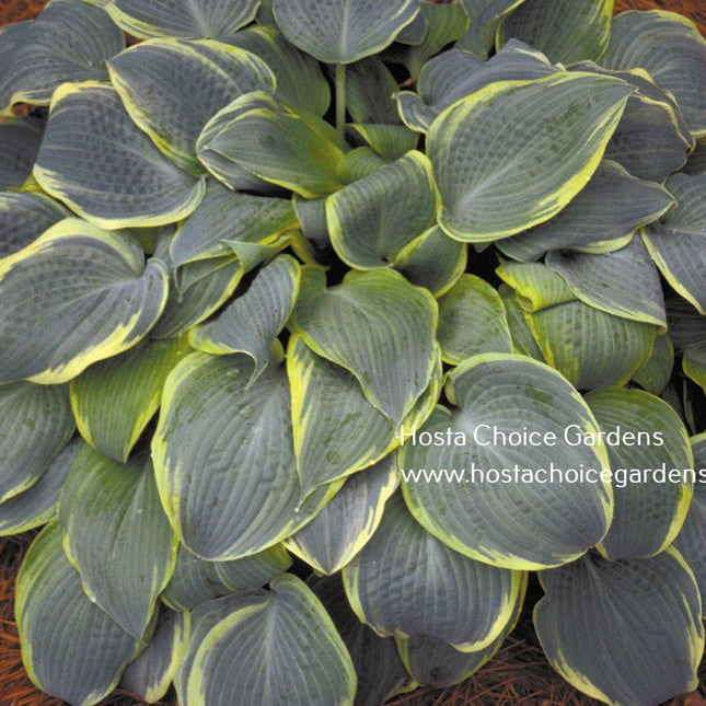Frosted Dimples (12"x32") - Hosta Choice Gardens - Becancour, QC