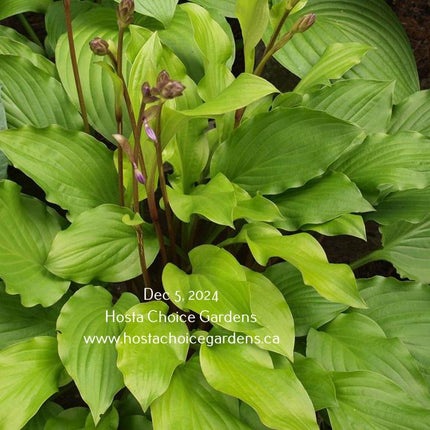 Fruit Punch (15"x31") - Hosta Choice Gardens - Becancour, QC