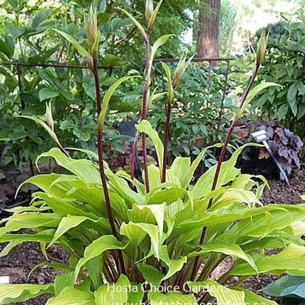 Hosta 'Gaelic Roots' displayed in the garden and showing off it's mahogany coloured flower scapes.
