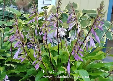 Gaelic Roots O/S (16"x32") Hosta Choice Gardens Introduction - Hosta Choice Gardens - Becancour, QC