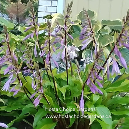 Hosta 'Gaelic Roots' displayed in a ceramic pot and displaying it's beautiful purple blooms.